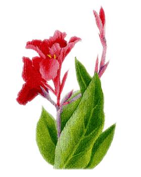 透明花草素材01 - 火力光波 - 火力光波的博客