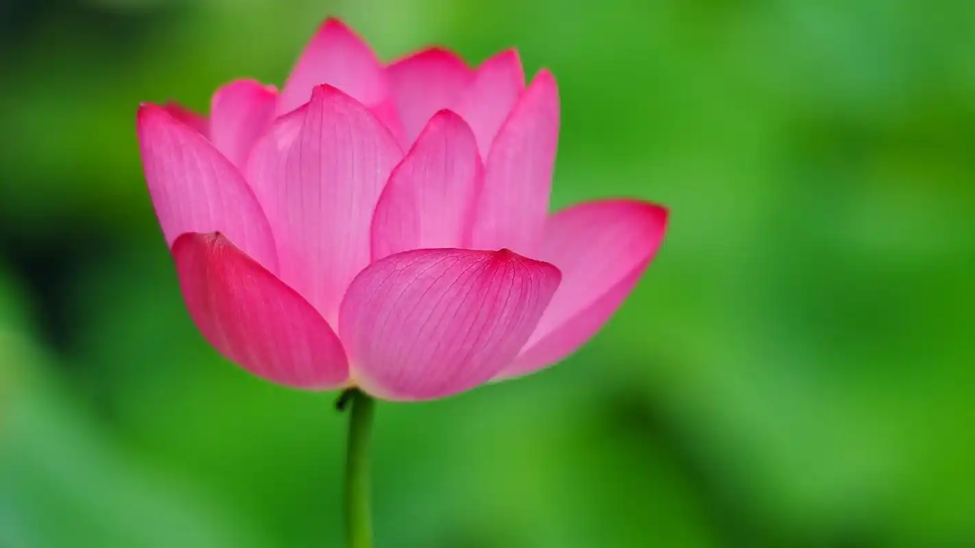 娇艳欲滴的荷花图片电脑桌面壁纸下载高清大图预览1920x1080_植物壁纸