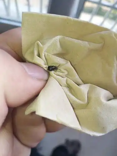 这种虫子是豆象吗?