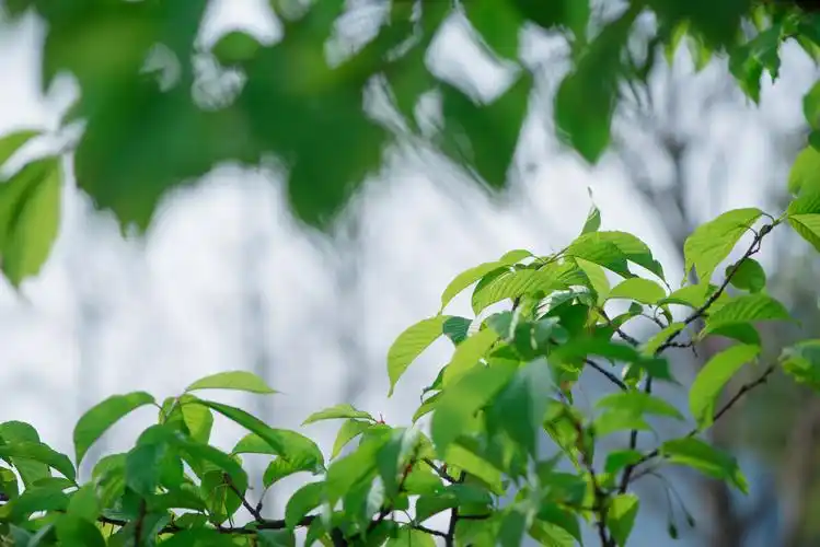 春天万物复苏绿色小景随拍