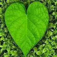 唯美绿色叶子头像