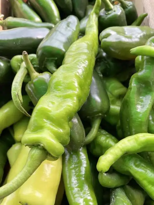 青椒和线椒的区别