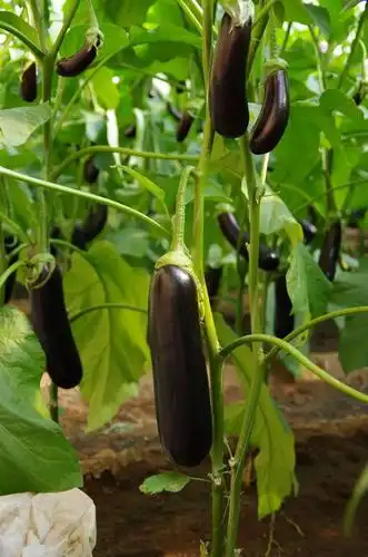 茄子占市场份额较大,品种选择暗藏商机