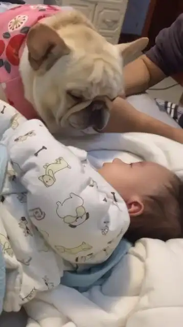 我的两个狗儿子