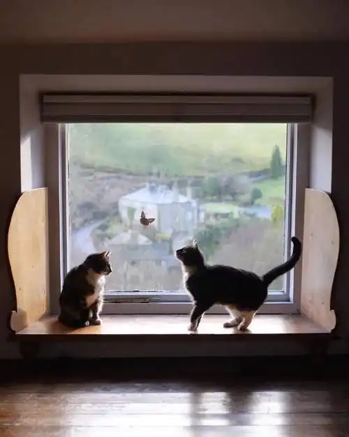 你收藏了哪些超治愈的图片