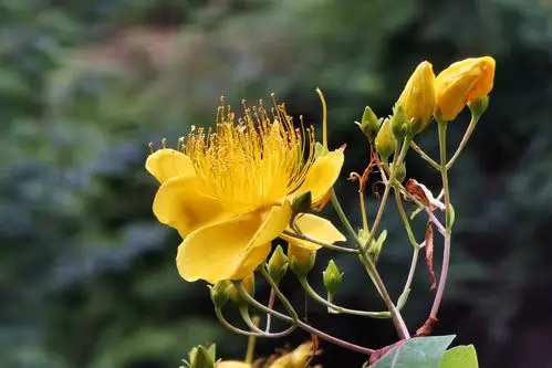 huawei p40pro 试拍 - 华为p40系列分享交流 花粉俱乐部