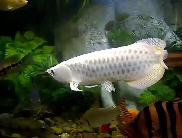 白金龙鱼:稀有品种龙鱼