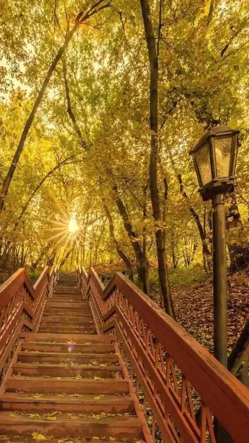 阳光下的优美秋天风景,高清图片,手机壁纸