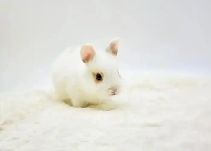 韩国侏儒兔宝宝10月第二批领养啦