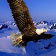 头像鹰霸气好看的鹰头像大全图片