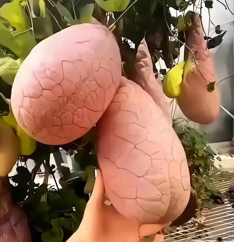 这到底是什么奇怪的水果?