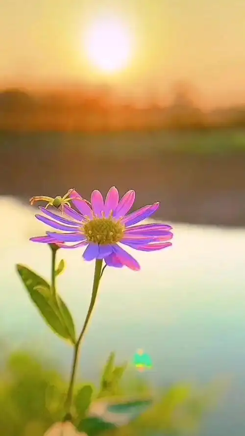 夕阳61意境61想念 愿余生一切安好 静心聆听享受一下片刻的宁静