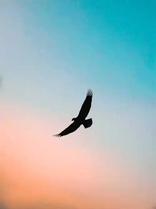 天空飞鹰展翅飞翔图片