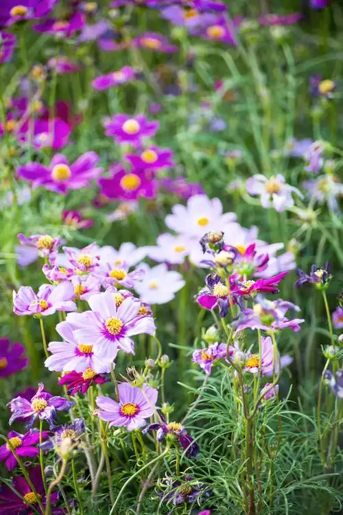 美丽野花摄影图片素材下载(图片id:522725)_-花草树木-图片素材_ 集