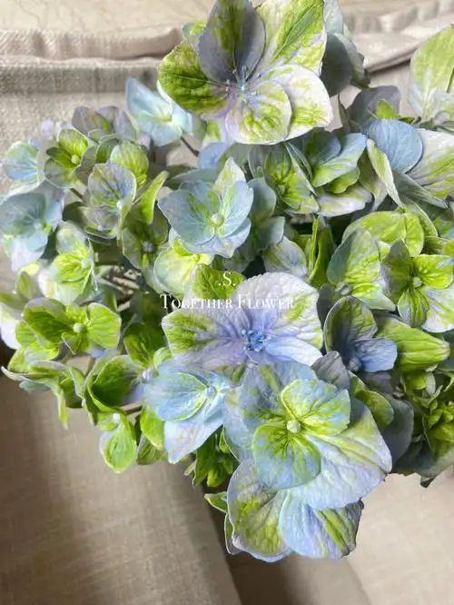 拥有魔性配色的花瓣 也实确实是令我着迷 尤其是蓝绿精灵和绿紫精