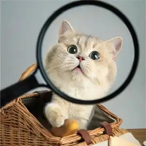 纯种英短蓝金渐层猫宠物猫活体家养英国短毛猫双血统紫金渐层幼崽