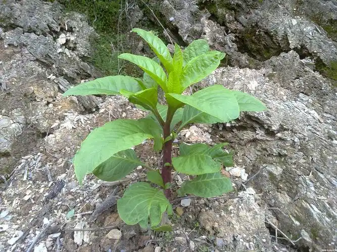 见肿消的功效与作用