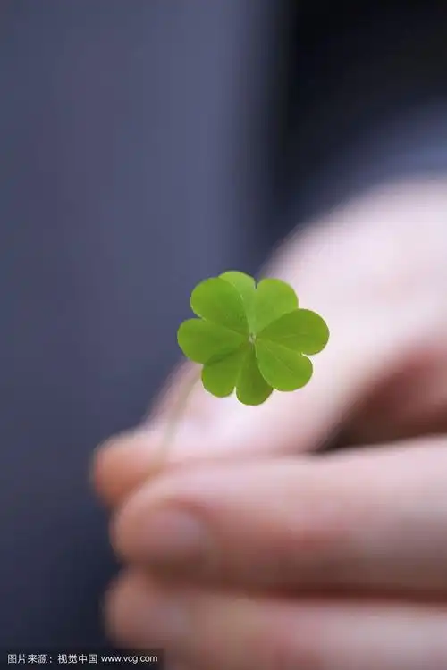 一只手捧着四叶草