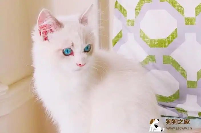 全白猫咪纯白猫品种大全白色移动棉花球
