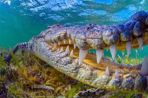 鳄鱼,它们的牙齿坚硬而有力,约80颗左右,并且终生都在换牙.