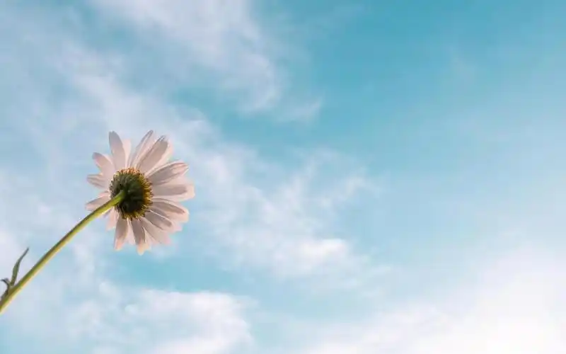 清新淡雅的小雏菊来袭,高清图片,植物壁纸-回车桌面