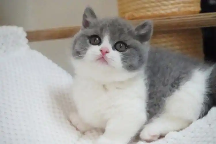 苏州英短蓝白矮脚曼基康妹妹超级大脸