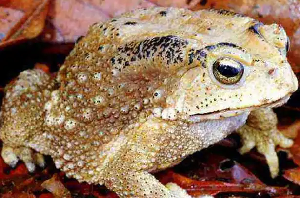世界上最恶心的动物琵琶蟾蜍背部长满小孔