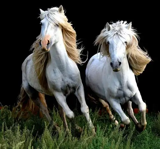 内蒙古的马文化