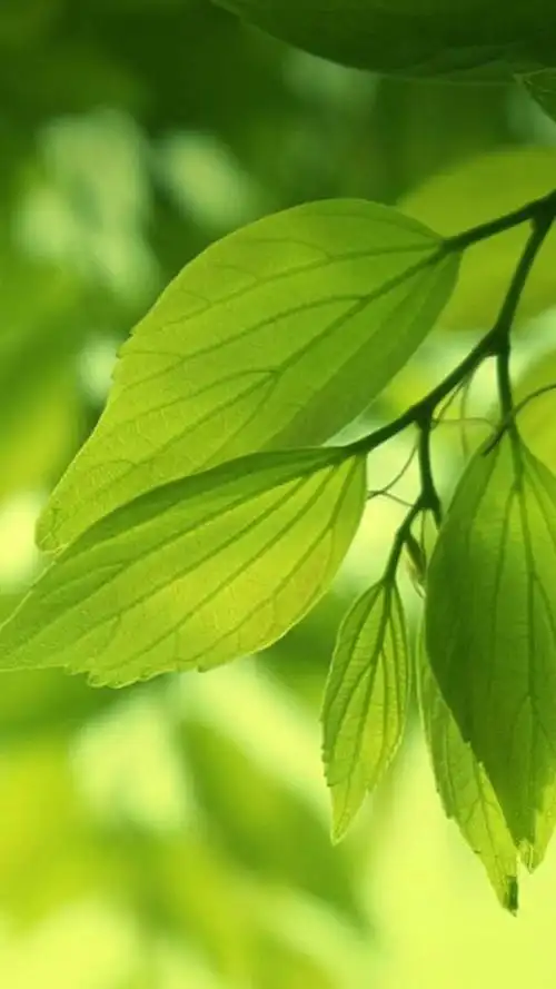 100张手机护眼背景图