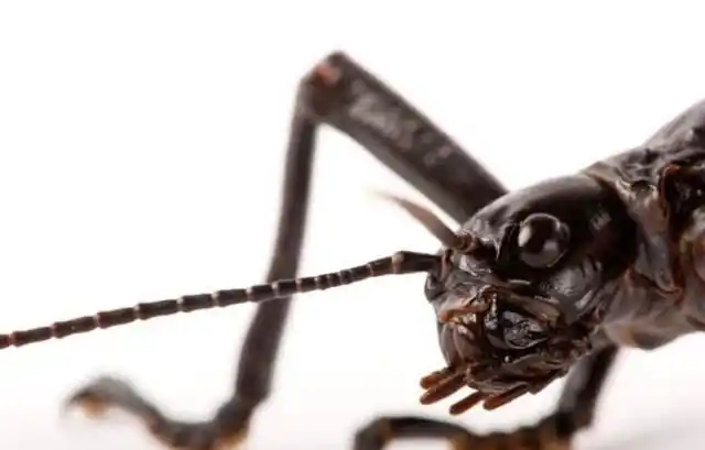 不能吃的"树龙虾",其独特,强壮的后肢,或与交配有关!