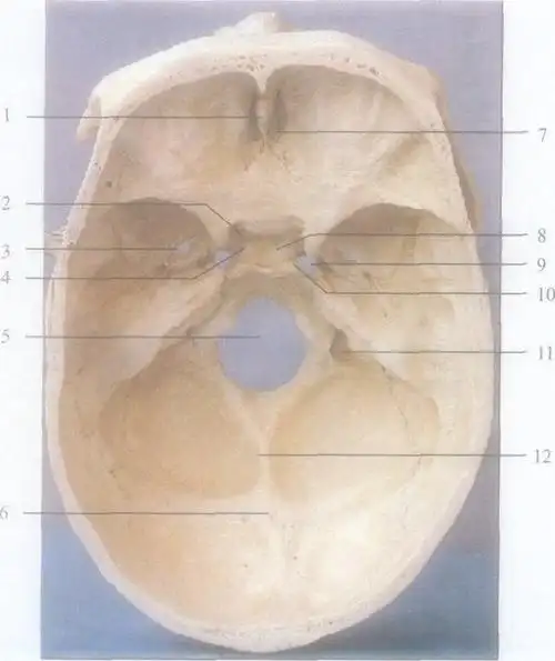 图1-1 颅底内面观 (水平切面)