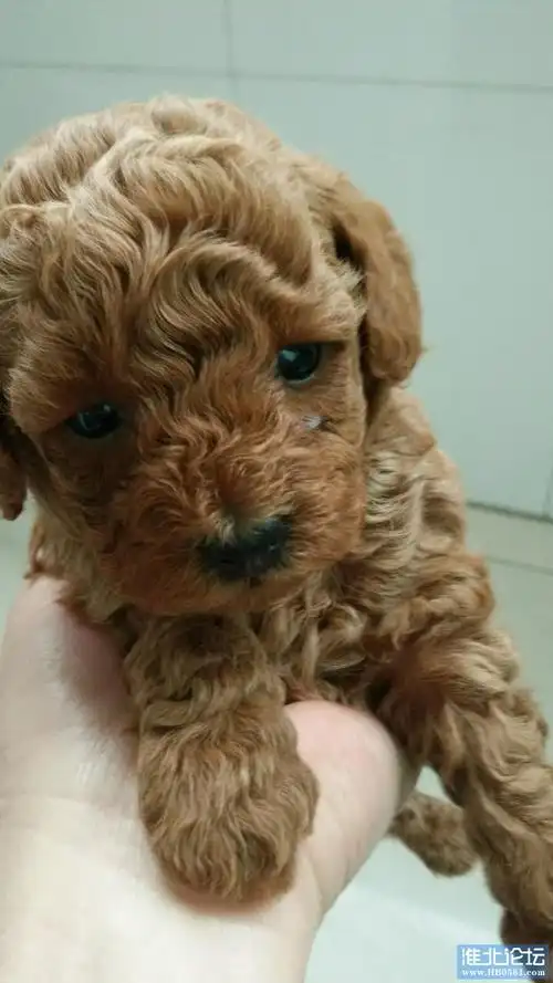 自己家棕色泰迪狗狗出售