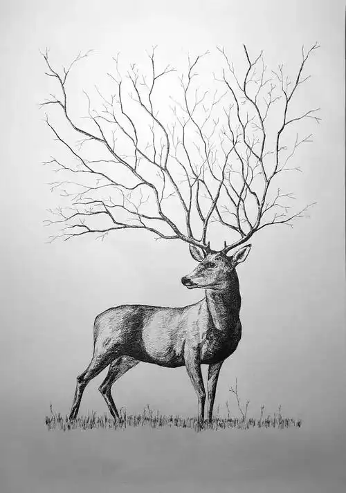 鹿|插画|创作习作|非常遥远的阿远 - 原创作品 - 站酷 (zcool)