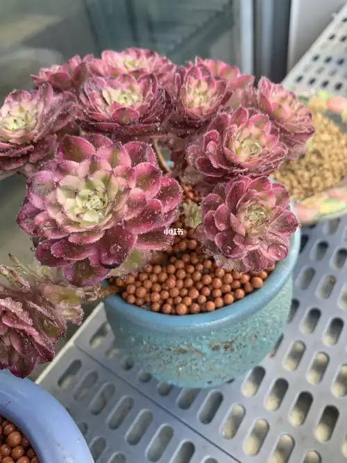 粉黛法师小仙女