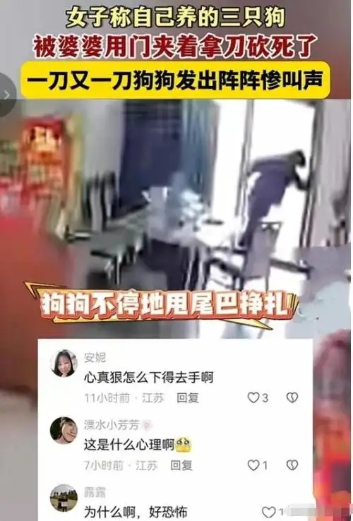 好狠婆婆连杀儿媳三只宠物狗监控画面曝光背后原因令人气愤