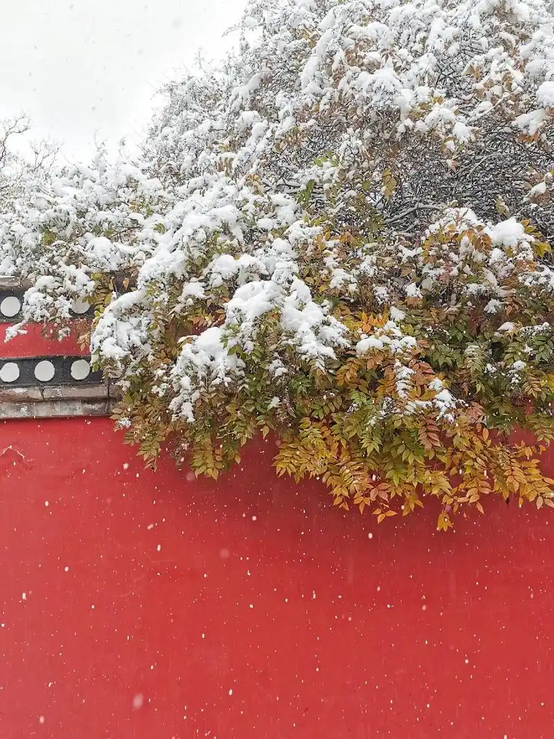 菩提树下白雪红墙,遇见不一样的塔尔寺.初到西宁,第二天下起了 - 抖音