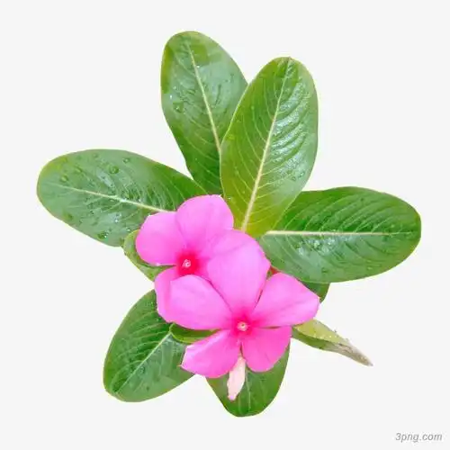 各种花朵类png素材透明免抠图片-动植人物