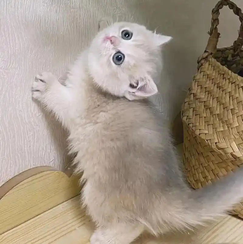 抖音图文来了 可爱的蓝金渐层小猫咪#猫 #萌宠 - 抖音