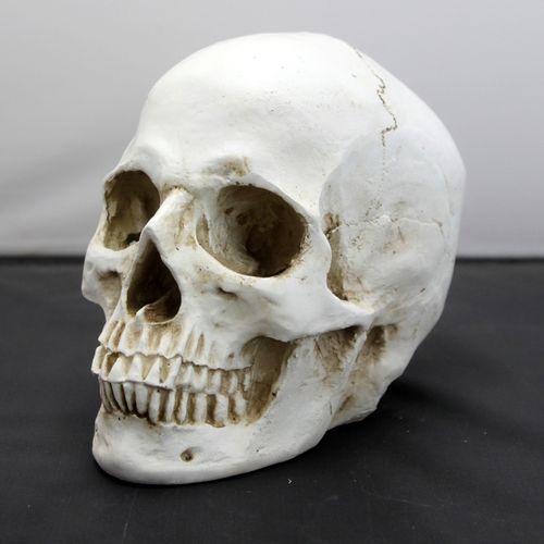 艺用仿真骷髅头骨美术教学医美人物解剖结构模型教具1:1头部骨骼