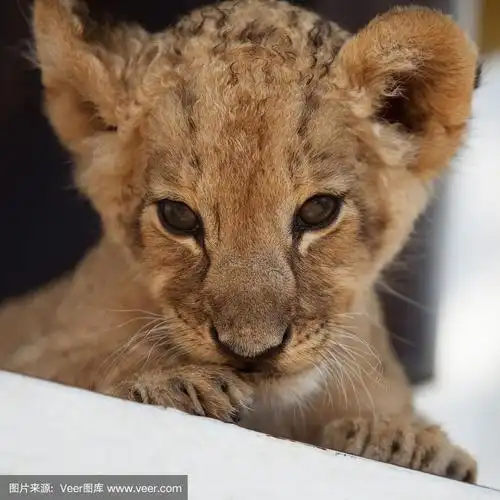 可爱的小狮子幼崽的肖像