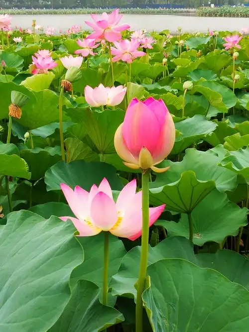 最美夏日莲花池