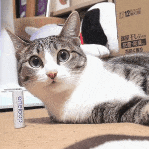 全是动态表情包