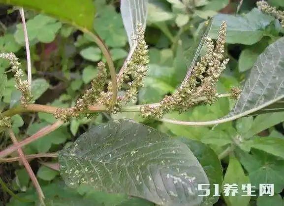 在我国的潮汕地区又将它称作刺苋菜,野刺苋,刺苋,野苋,假苋,白骨刺苋