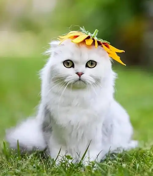 波斯猫最适合的食物有哪些?让你的毛孩子过的更好