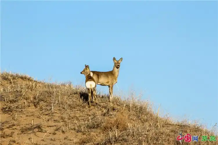 没错,我们就是声名远扬的"傻狍子"(摄影:苏日胡日查)