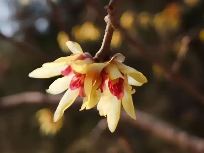 腊梅花主要品种