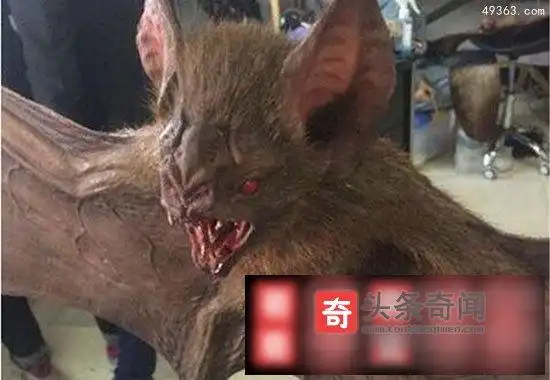 秘鲁军队抓到猪脸大蝙蝠嗜血食肉凶猛又罕见