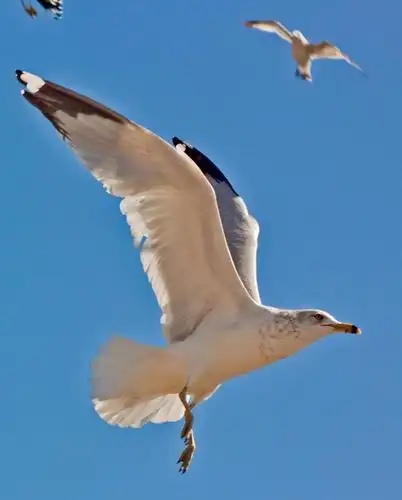 手动镜头拍飞鸟