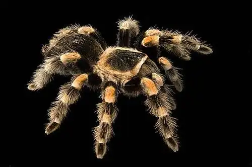 世界最大的十大巨型蜘蛛骆驼蜘蛛排名第一