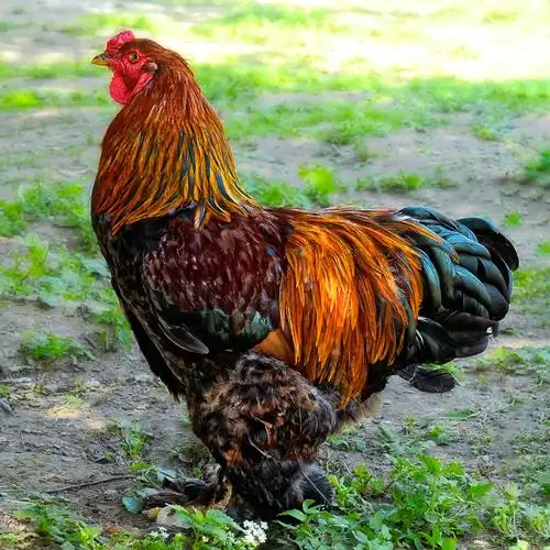 公鸡,褐色,腿,遮盖,羽毛,农场